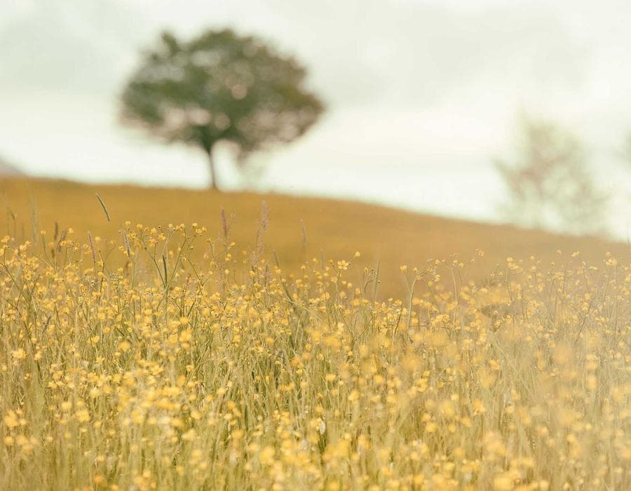 Ouray Books