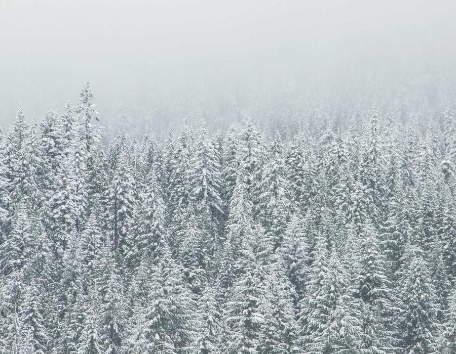 Pinecone Gallery photo 2