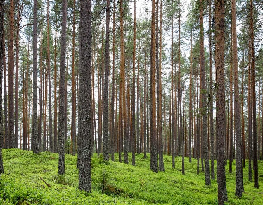 Three Penny Taproom